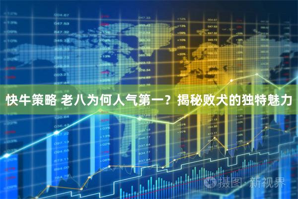 快牛策略 老八为何人气第一？揭秘败犬的独特魅力
